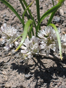 Allium spp.